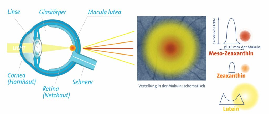 MacuCap AMD Areds2 Formulierung Maculapigment